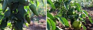 growing peppers