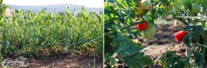 onions and tomatoes in the garden
