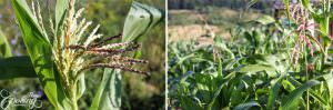 corn in the garden
