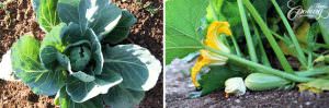 organic cabbage and zucchini