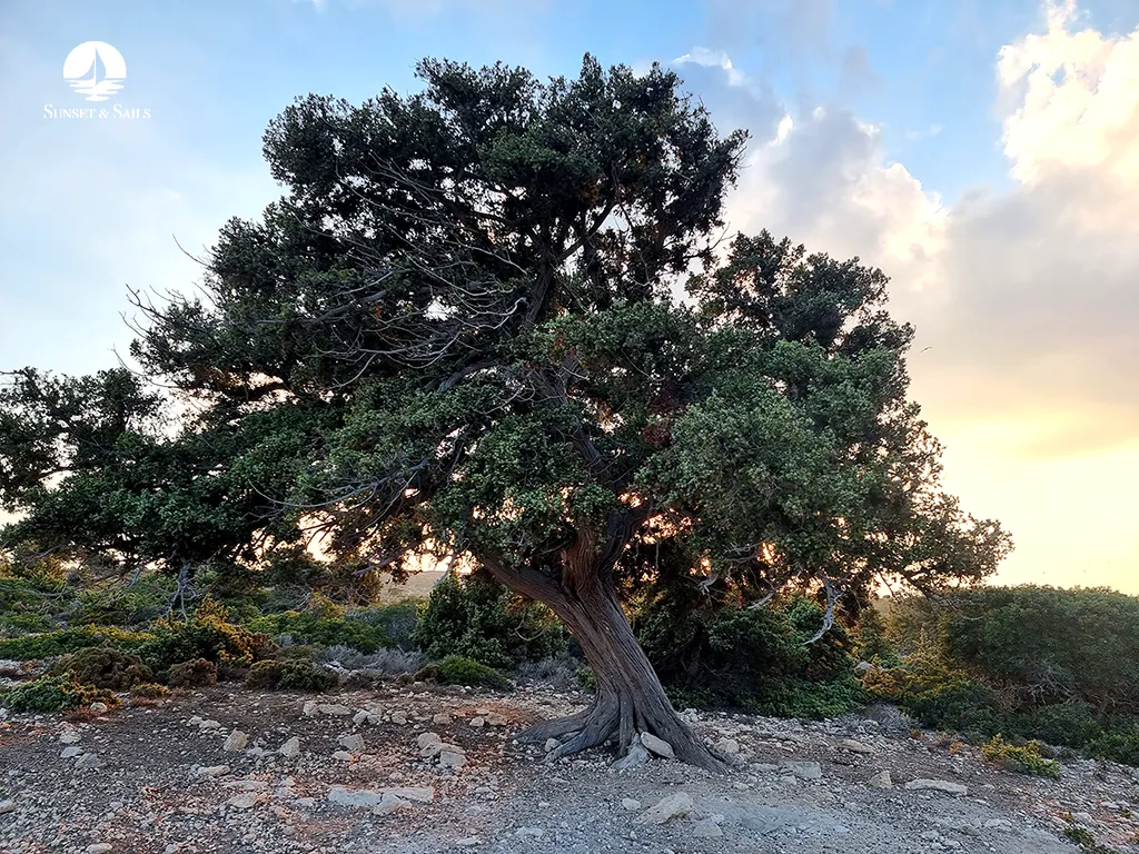Sailing Dodecanese Plati Beach - 6